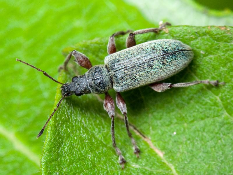 Phyllobius jacobsoni Smirnov, 1913